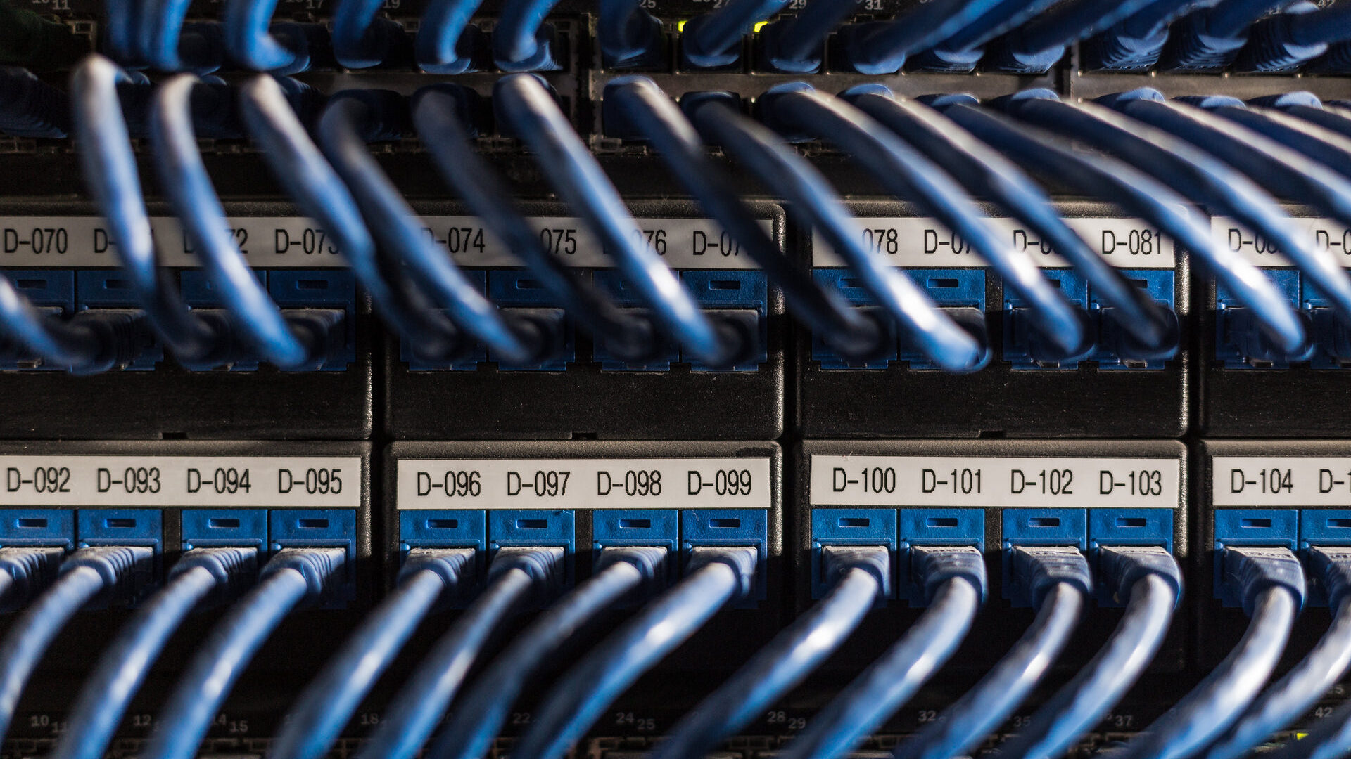 Blue network cables connected in a server cabinet.