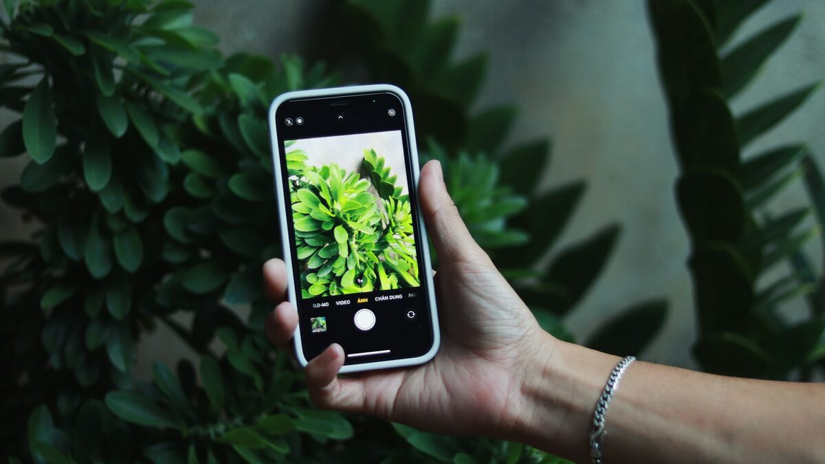 Mână care fotografiază cu telefonul frunzele unei plante, ca să afle cu AI pentru grădinărit de ce are nevoie